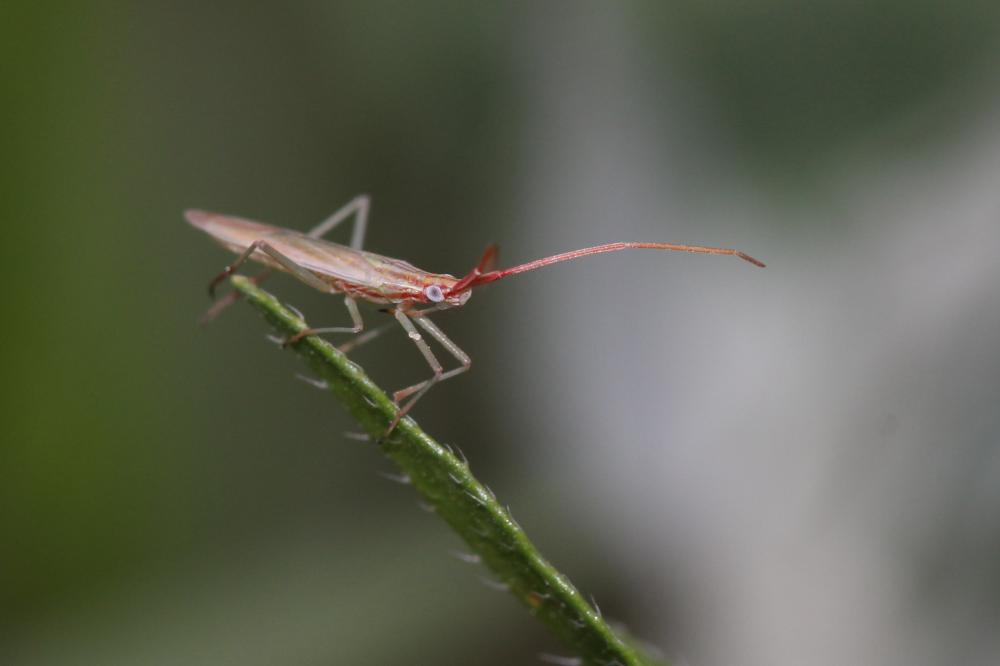  Trigonotylus Fieber, 1858