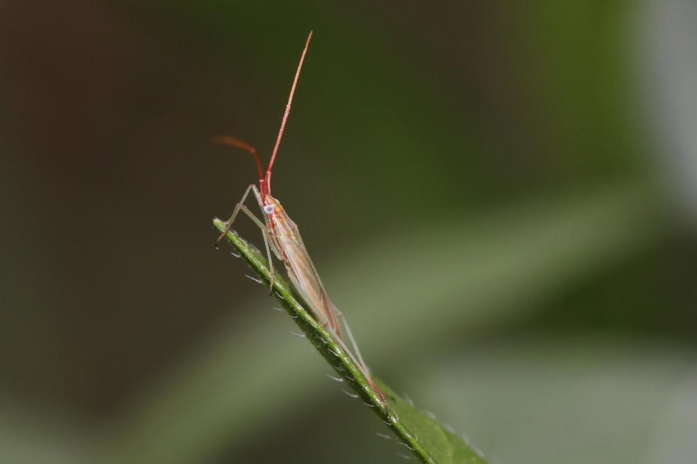 Trigonotylus Fieber, 1858