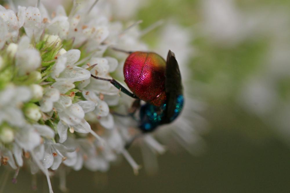  Hedychrum Latreille, 1802