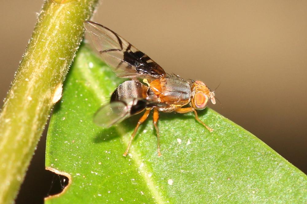 Anomoia purmunda (Harris, 1780)
