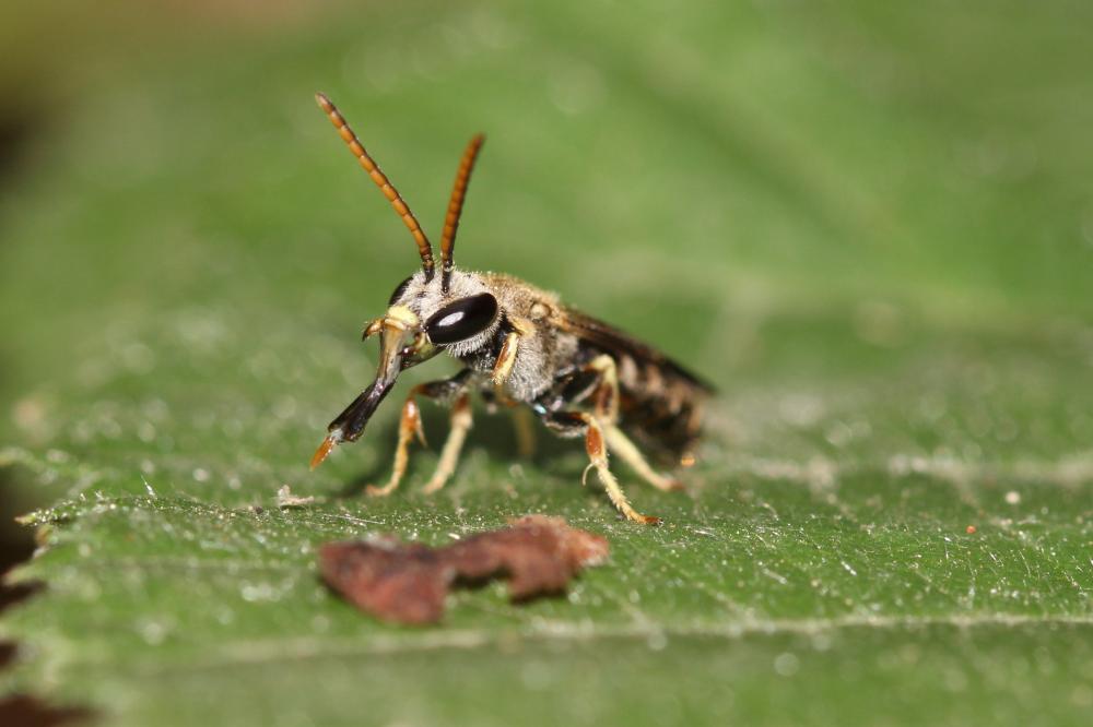 Lasioglossum Curtis, 1833