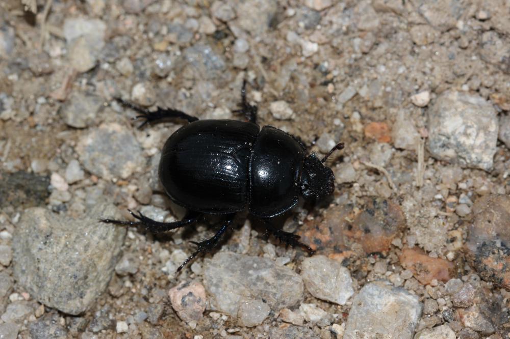 Géotrupe des bois (Le) Anoplotrupes stercorosus (Scriba, 1791)