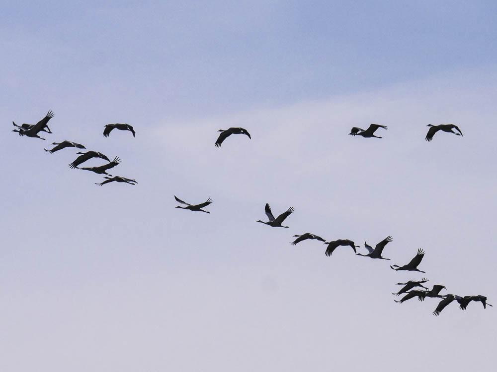 Grue cendrée Grus grus (Linnaeus, 1758)