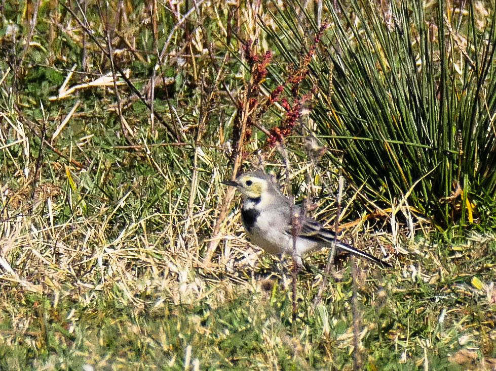 Bergeronnette grise Motacilla alba Linnaeus, 1758