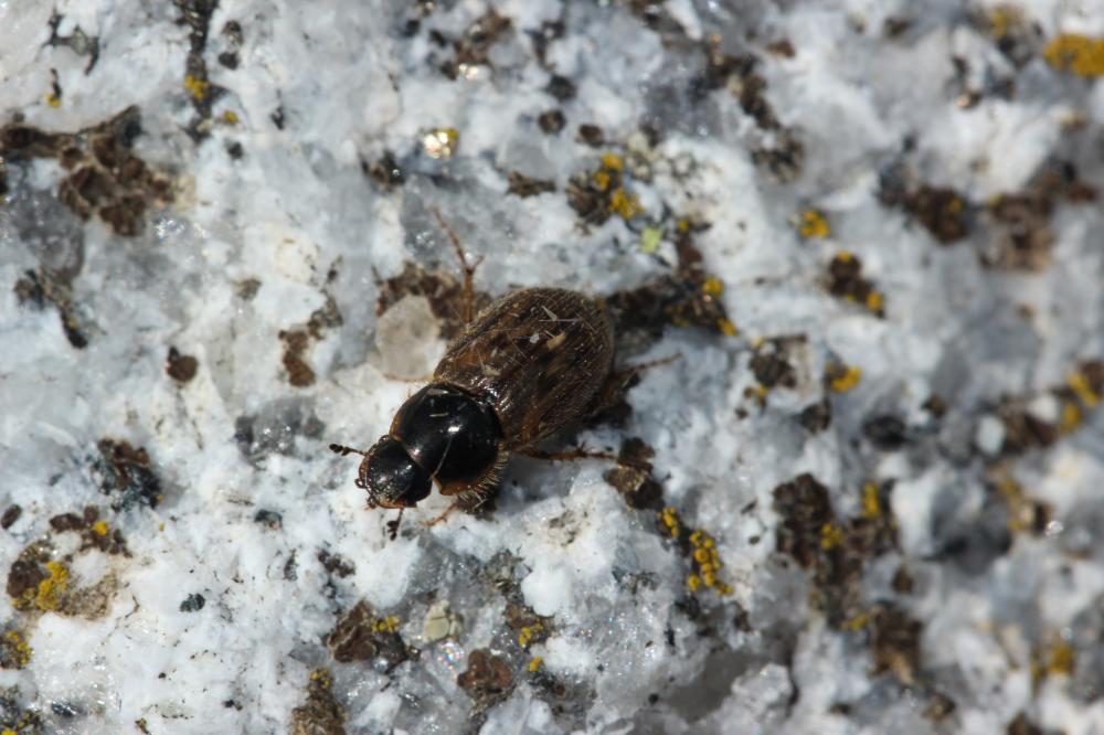 Acrossus luridus (Fabricius, 1775)