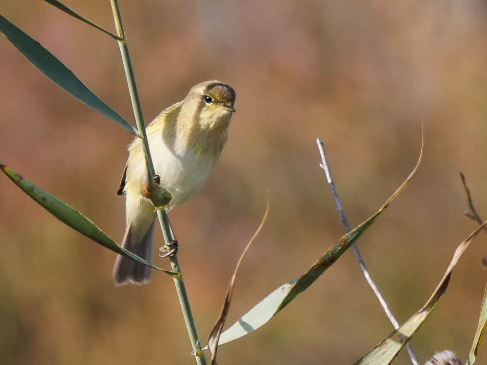 Pouillot véloce Phylloscopus collybita (Vieillot, 1887)