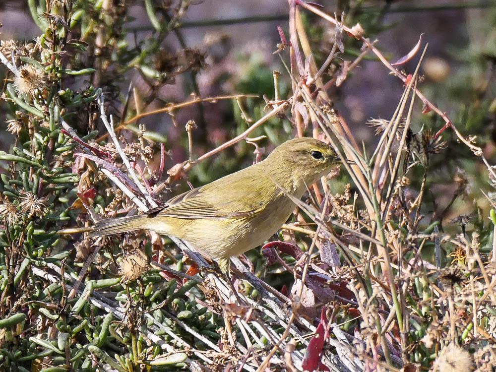 Pouillot véloce Phylloscopus collybita (Vieillot, 1887)