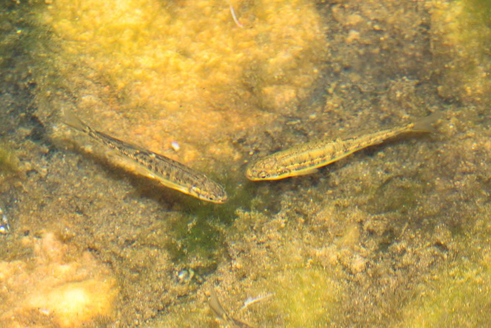 Vairon Phoxinus phoxinus (Linnaeus, 1758)