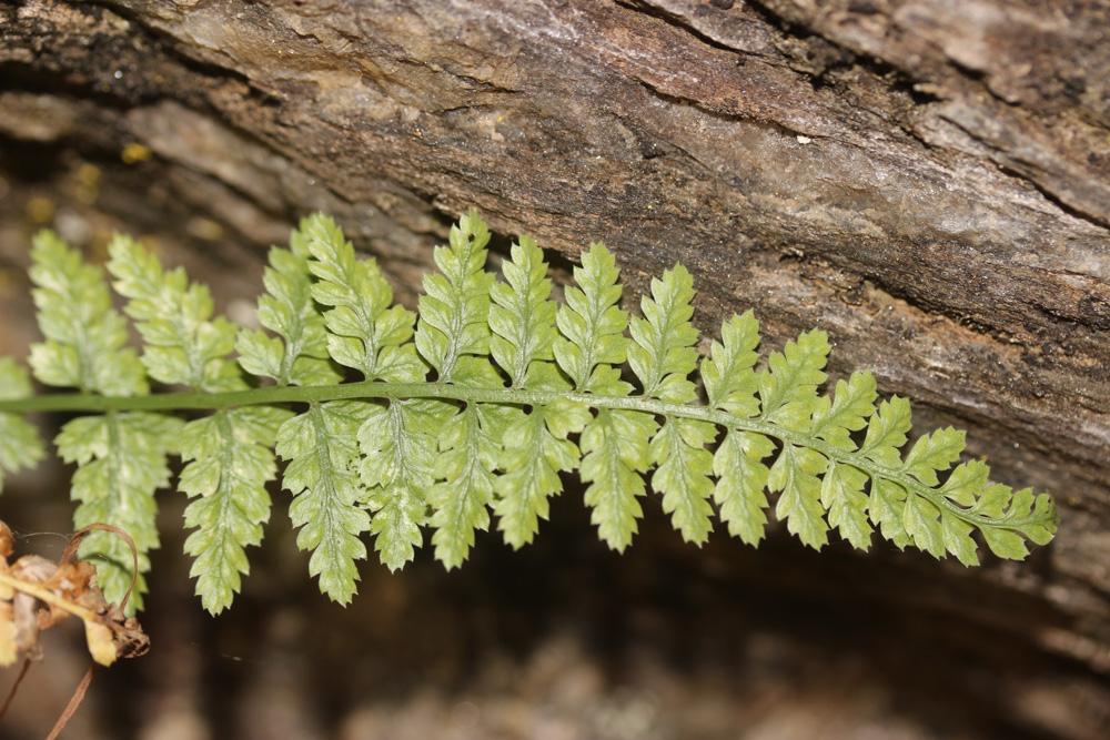 Doradille du Forez Asplenium foreziense D.Legrand, 1885