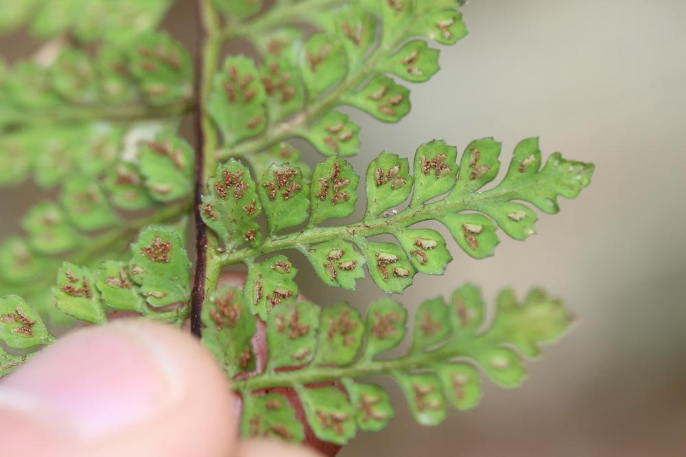 Doradille du Forez Asplenium foreziense D.Legrand, 1885