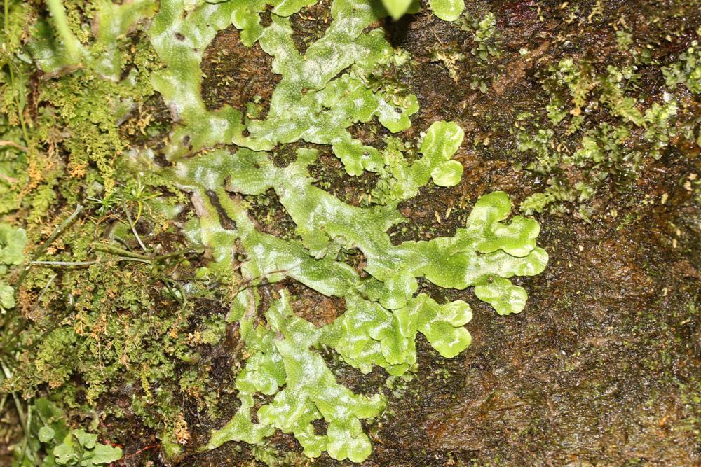 Conocephalum conicum (L.) Dumort.