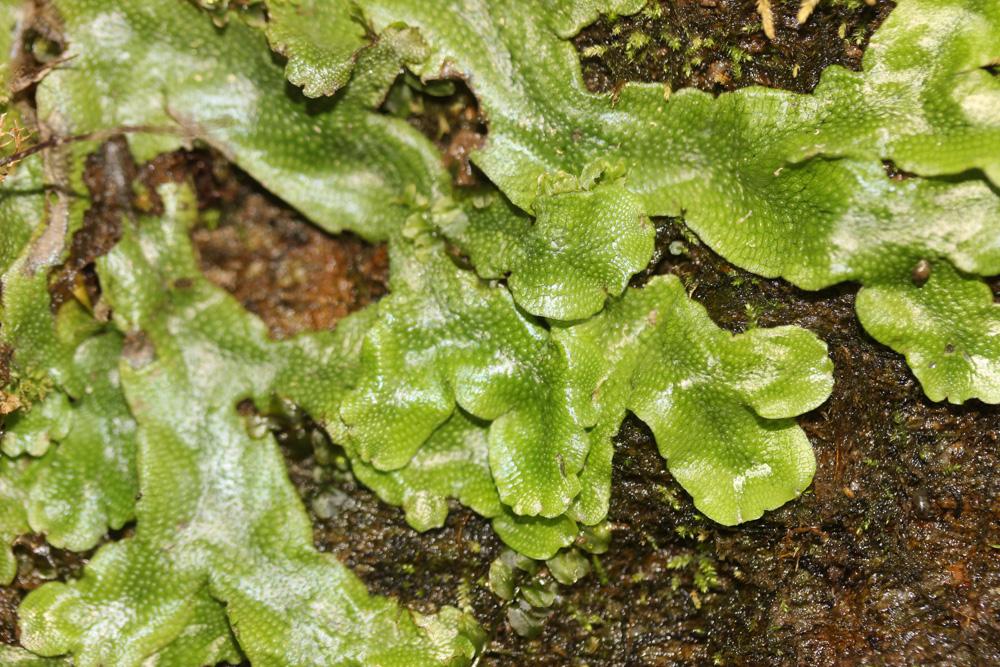 Conocephalum conicum (L.) Dumort.