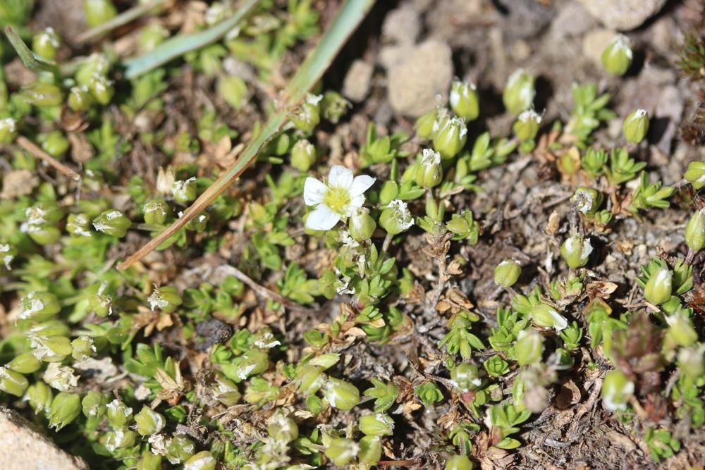 Sabline fausse Moehringie Arenaria multicaulis L., 1759