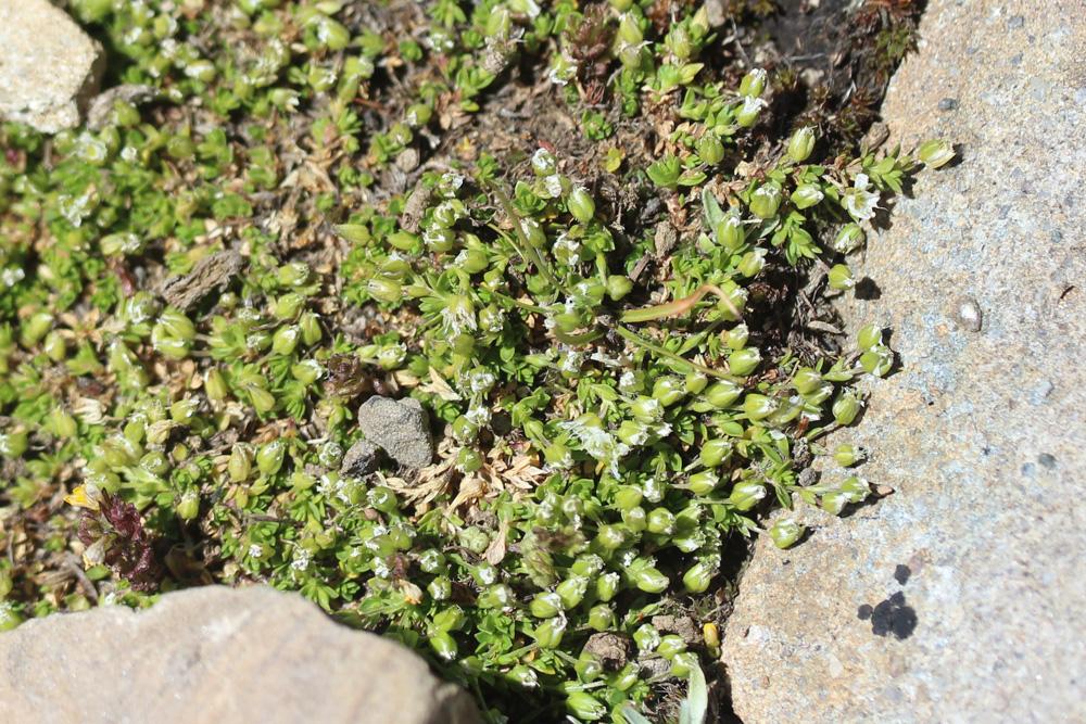 Sabline fausse Moehringie Arenaria multicaulis L., 1759