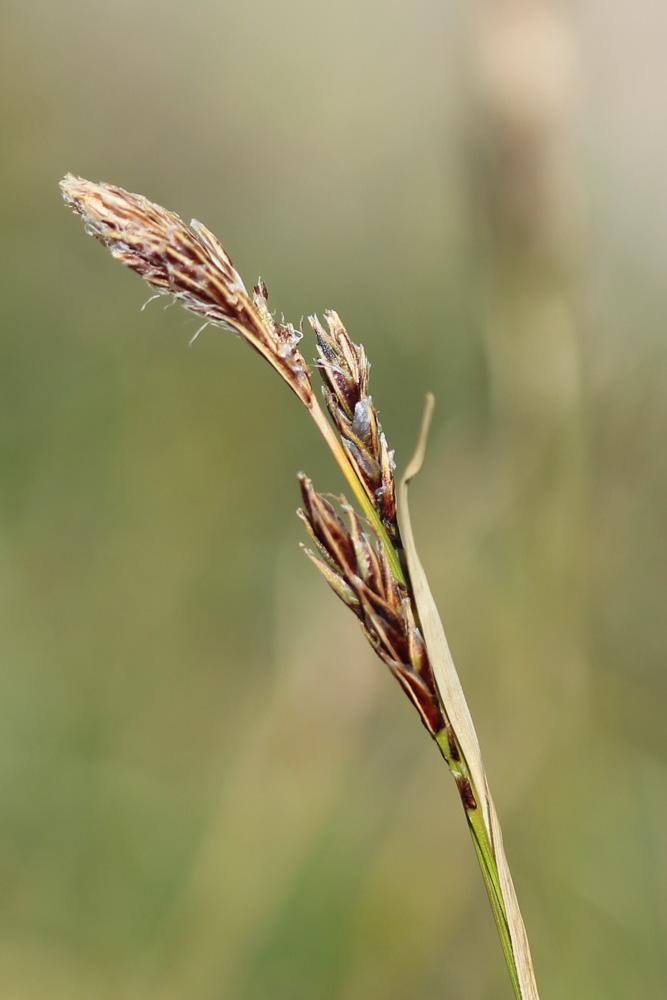 Laîche frangée, Laîche fimbriée Carex fimbriata Schkuhr, 1806