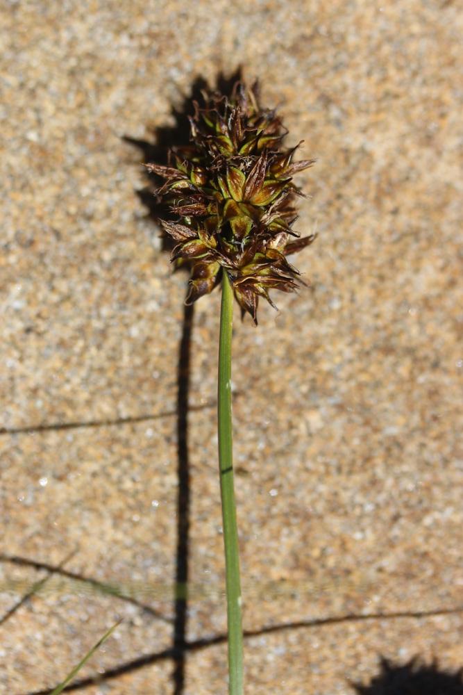 Laîche fétide Carex foetida All., 1785