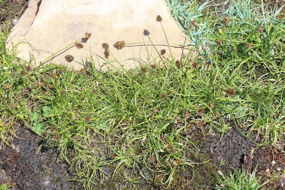 Laîche fétide Carex foetida All., 1785