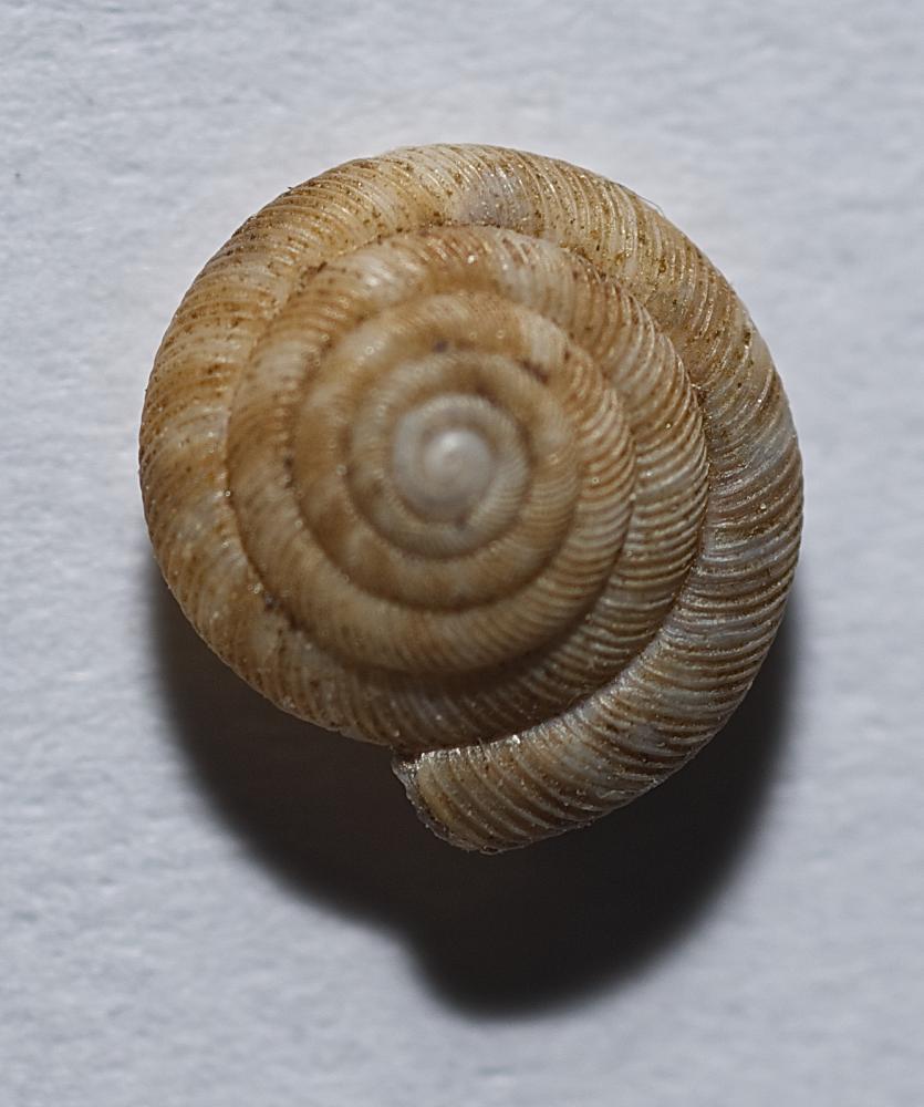Bouton aplati Discus rotundatus omalisma (Fagot, 1879)