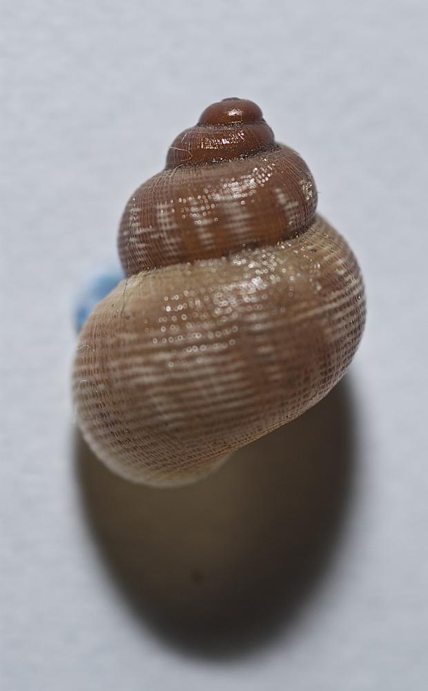 Élégante striée Pomatias elegans (O.F. Müller, 1774)