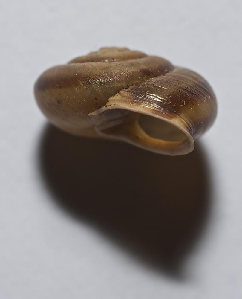 Hélicon méridional Corneola squammatina (Moquin-Tandon, 1855)