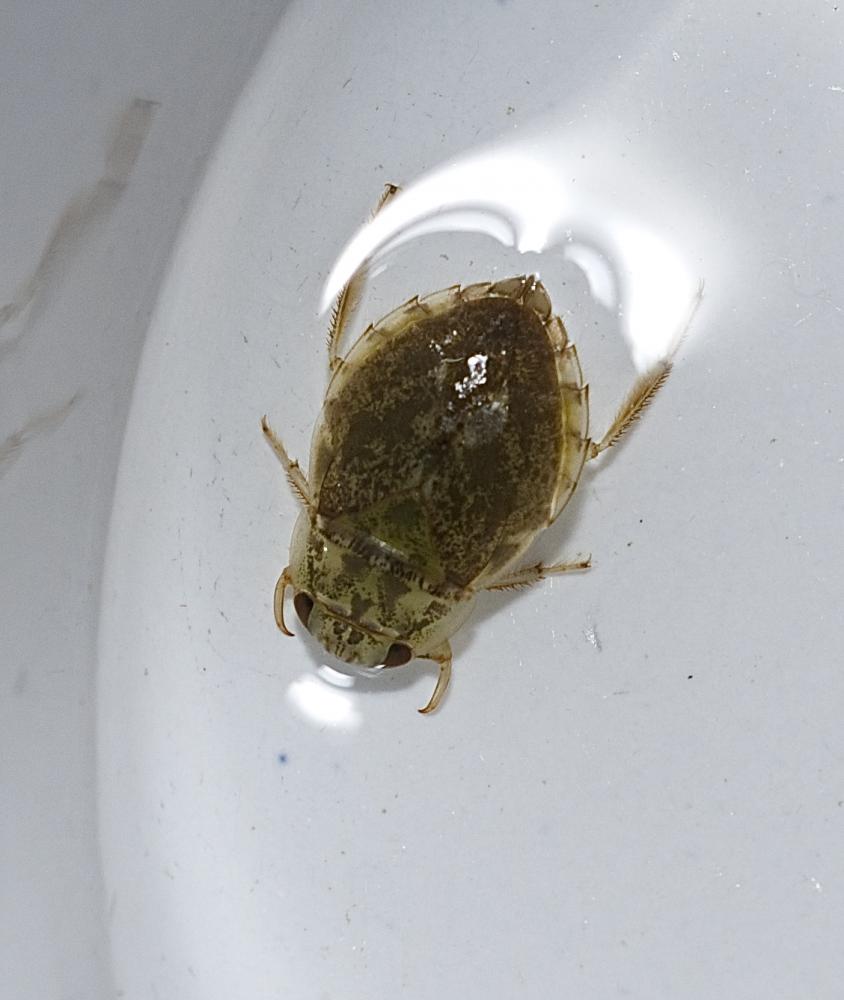 Naucoris maculatus Fabricius, 1798