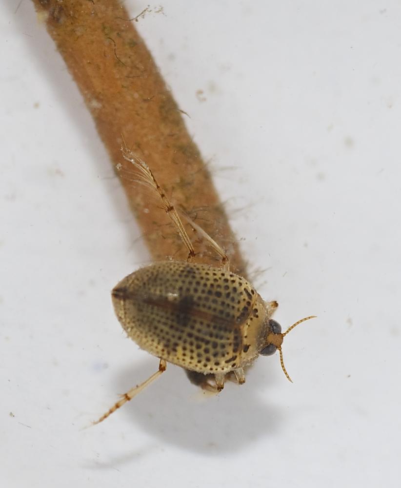 Peltodytes rotundatus (Aubé, 1836)
