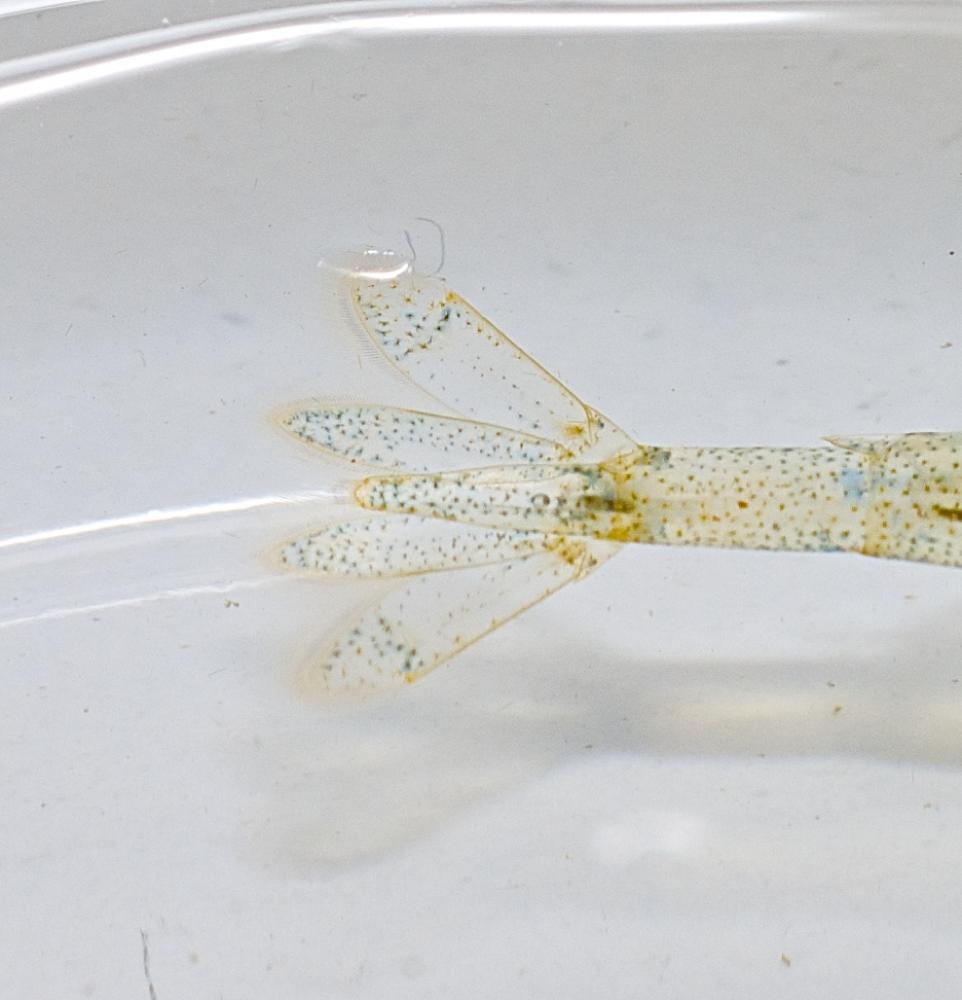 Caridine, Crevette d'eau douce Atyaephyra desmarestii (Millet, 1831)