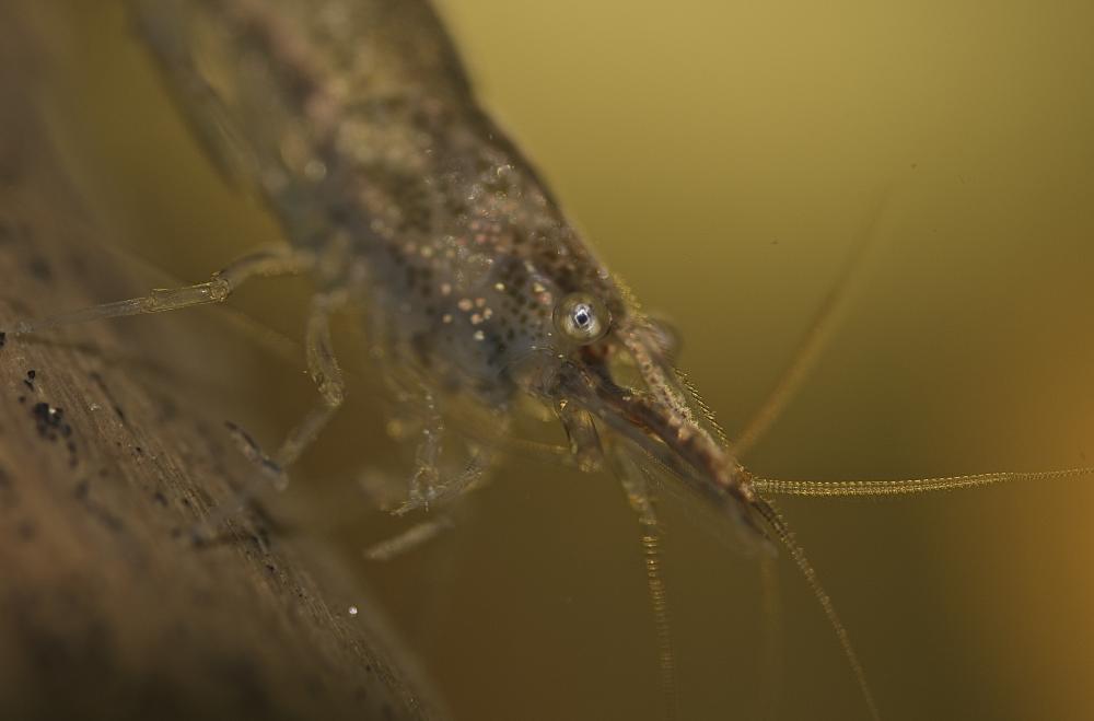 Caridine, Crevette d'eau douce Atyaephyra desmarestii (Millet, 1831)