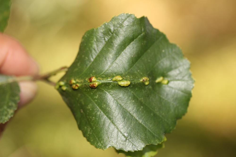 Eriophyes inangulis Nalepa, 1919
