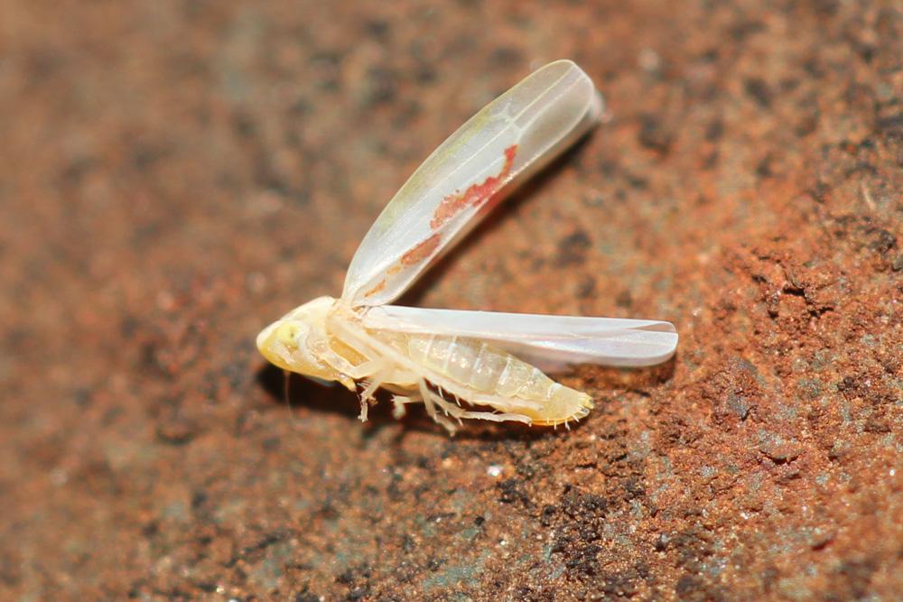  Zygina angusta Lethierry, 1874