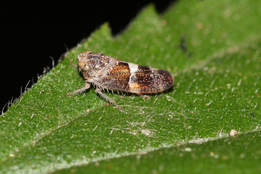 Stegelytra