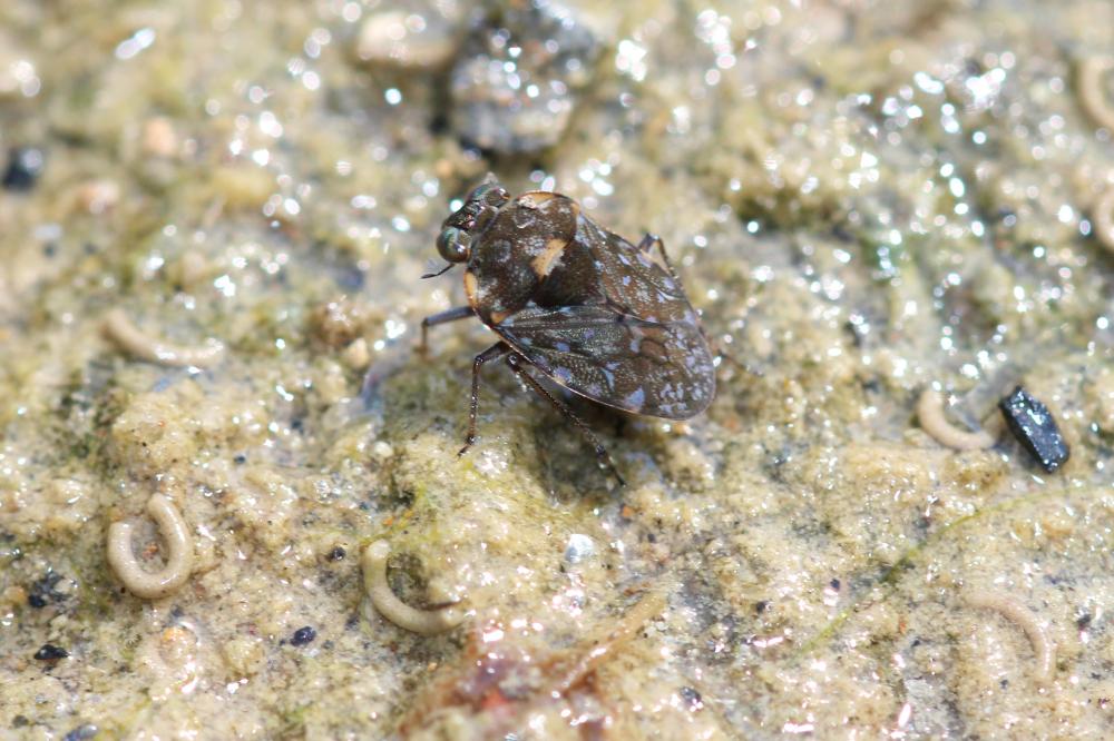 Ochterus marginé Ochterus marginatus (Latreille, 1804)