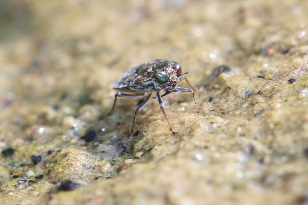 Ochterus marginé Ochterus marginatus (Latreille, 1804)