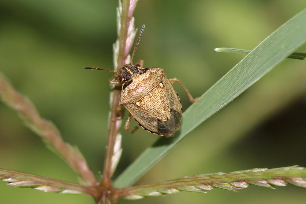Eysarcoris ventralis (Westwood, 1837)