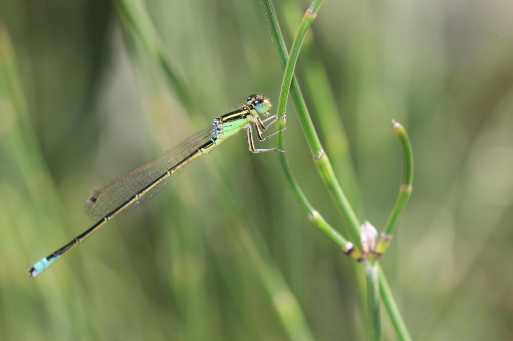 Agrion nain (L') Ischnura pumilio (Charpentier, 1825)
