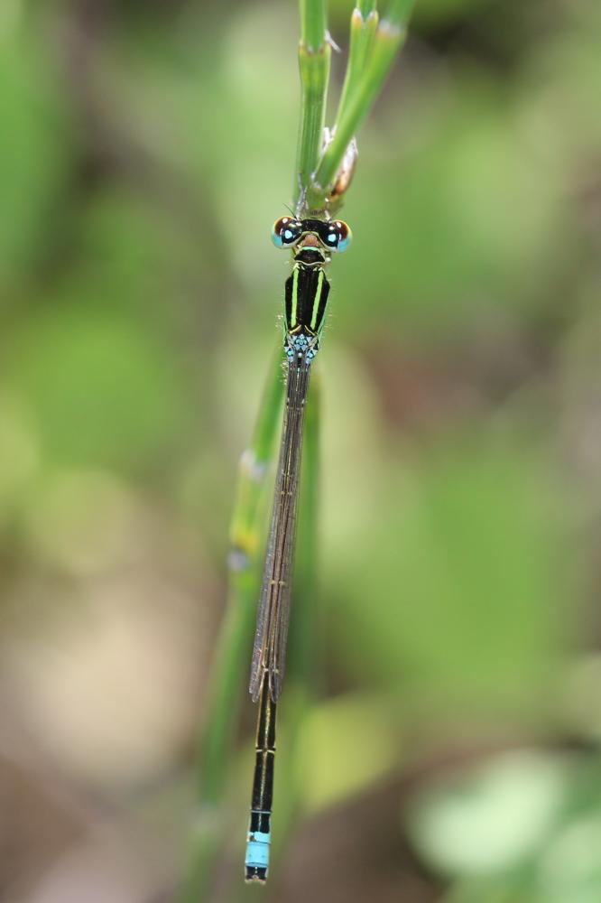 Agrion nain (L') Ischnura pumilio (Charpentier, 1825)