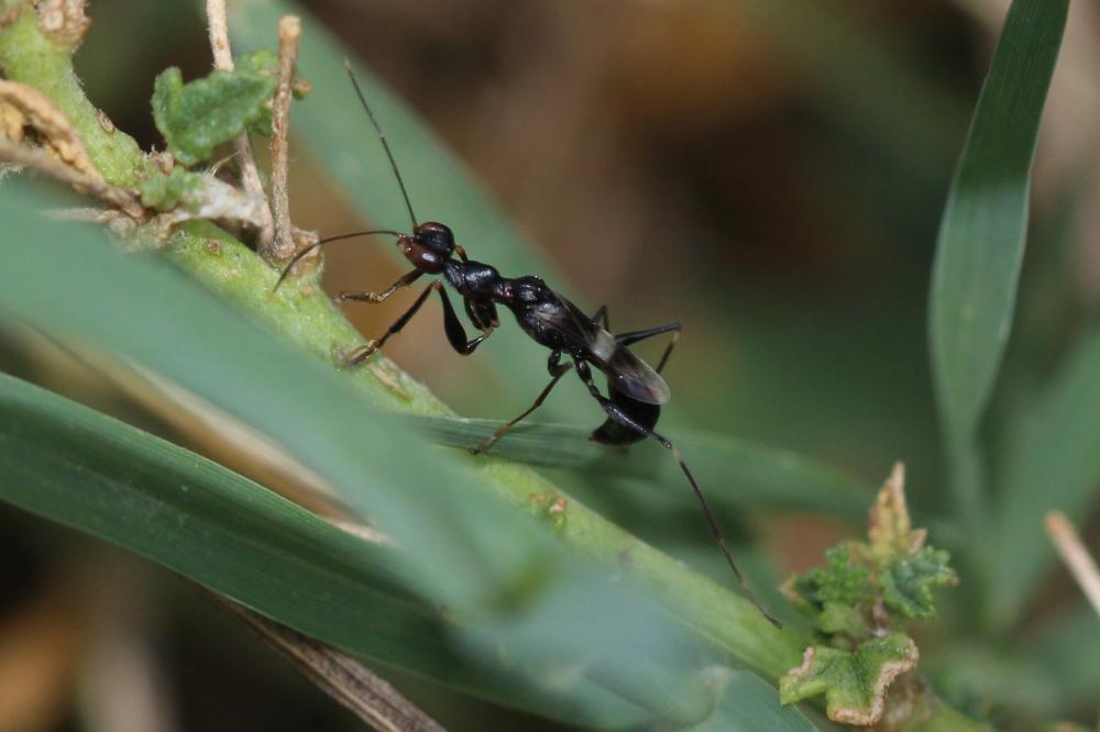 Neodryinus typhlocybae (Ashmead, 1893)