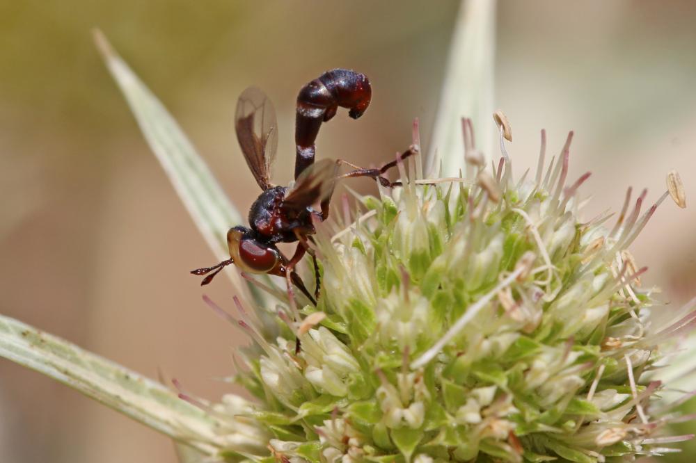  Physocephala pusilla (Meigen, 1824)