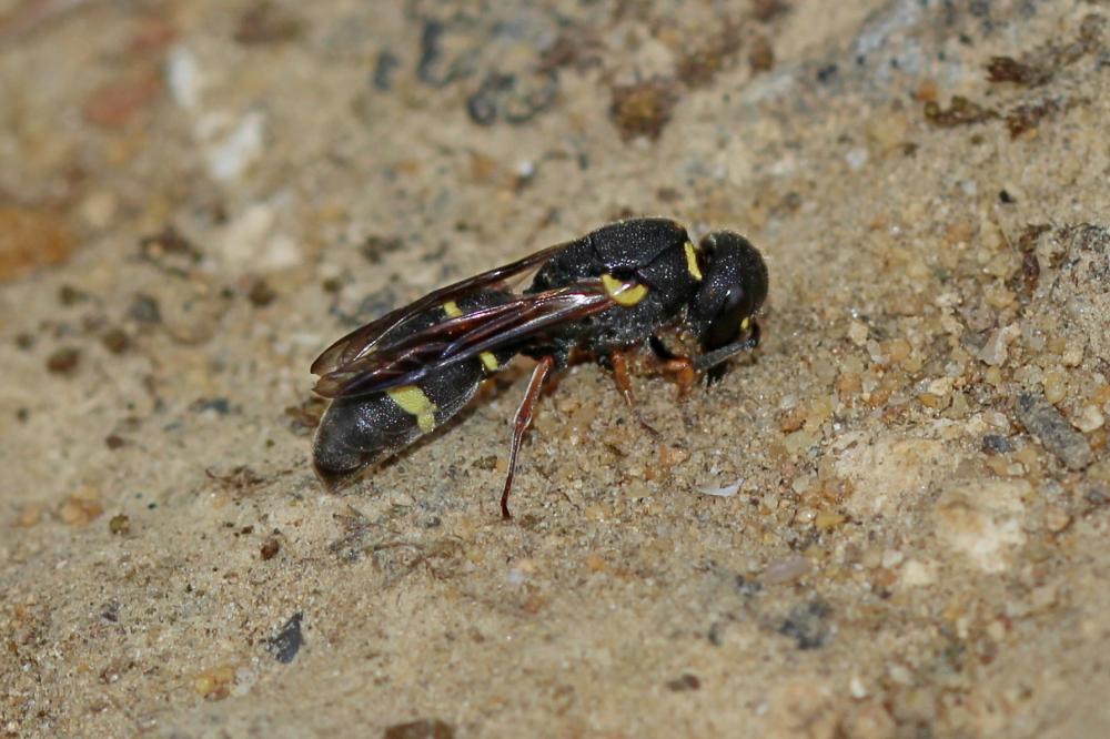 Alastor atropos Lepeletier, 1841