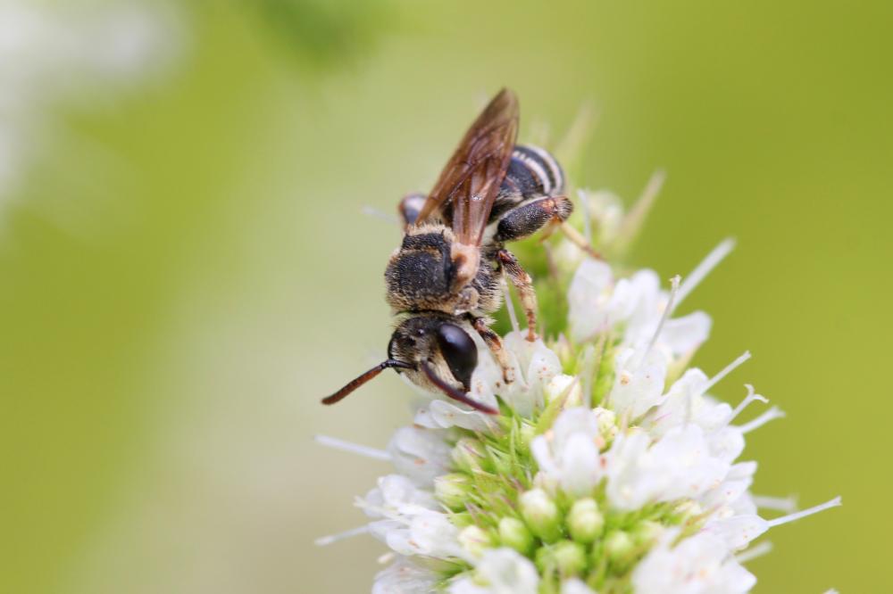  Nomiapis diversipes (Latreille, 1806)