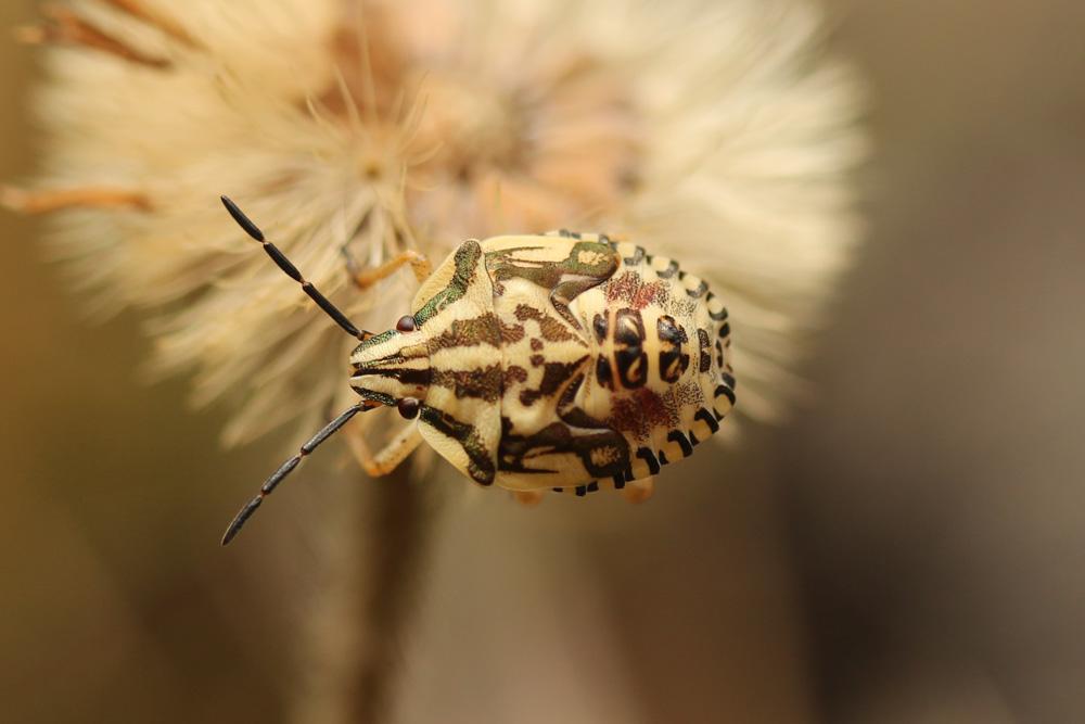 Carpocoris fuscispinus (Boheman, 1850)