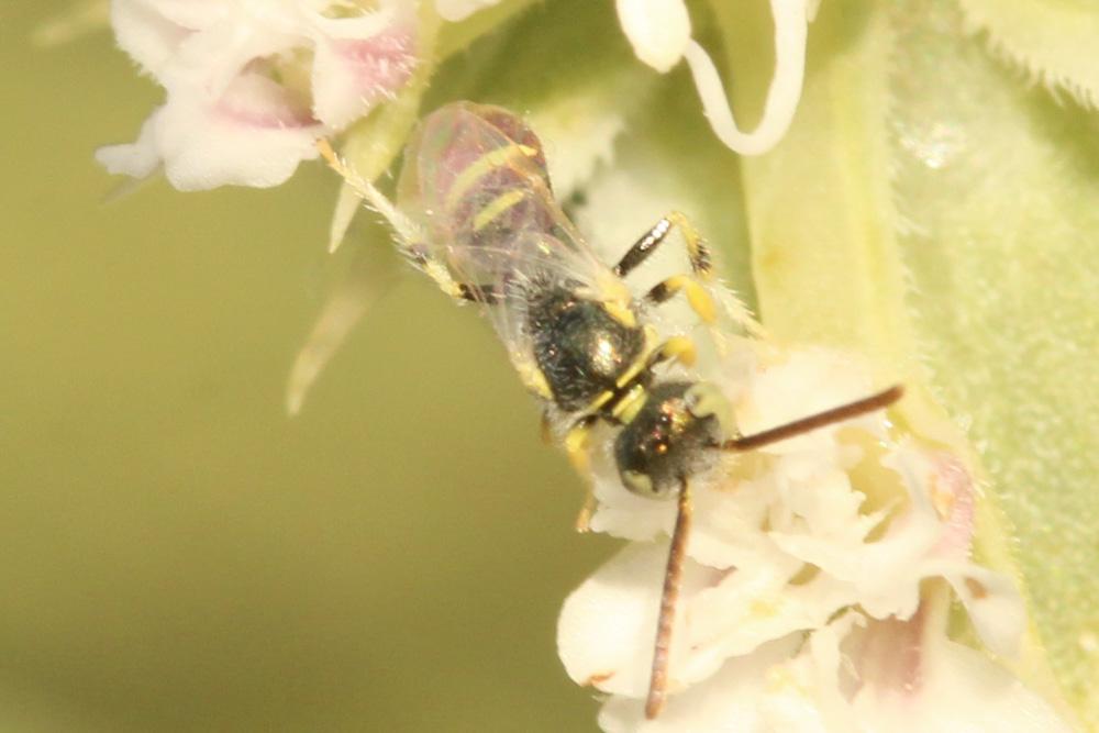  Ceylalictus variegatus (Olivier, 1789)