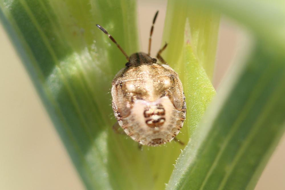 Antheminia absinthii (Wagner, 1952)