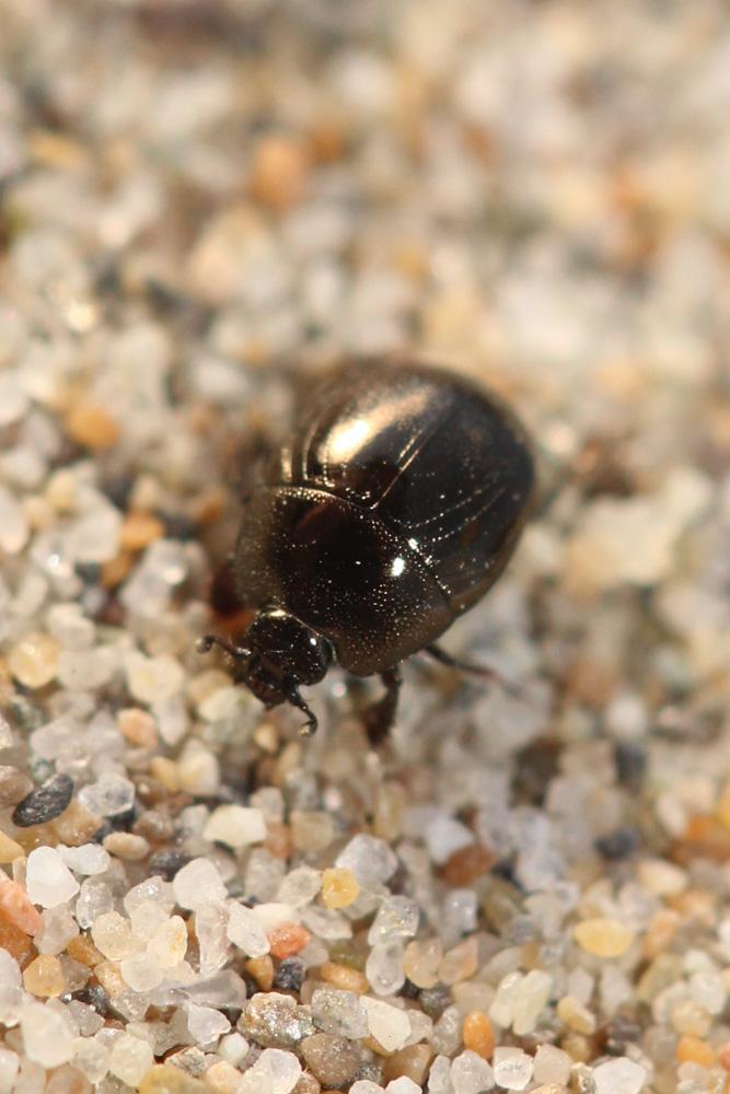 Hypocaccus C. Thomson, 1867