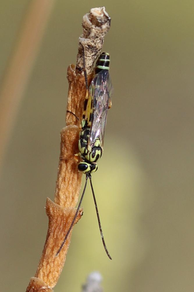  Ichneumonidae Latreille, 1802