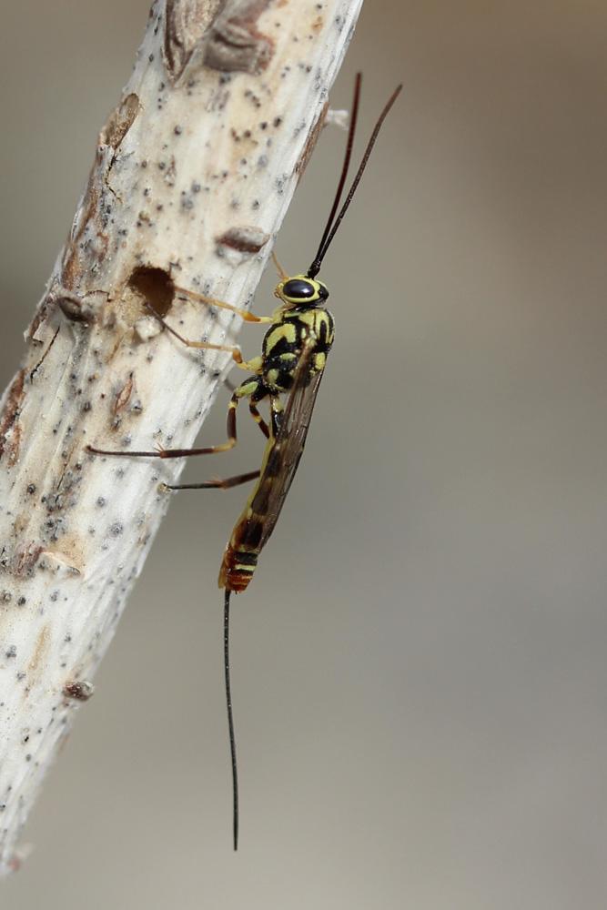Ichneumonidae Latreille, 1802