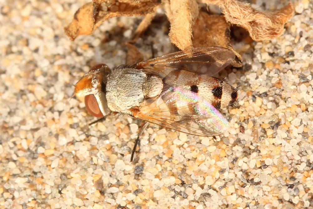 Craticulina 