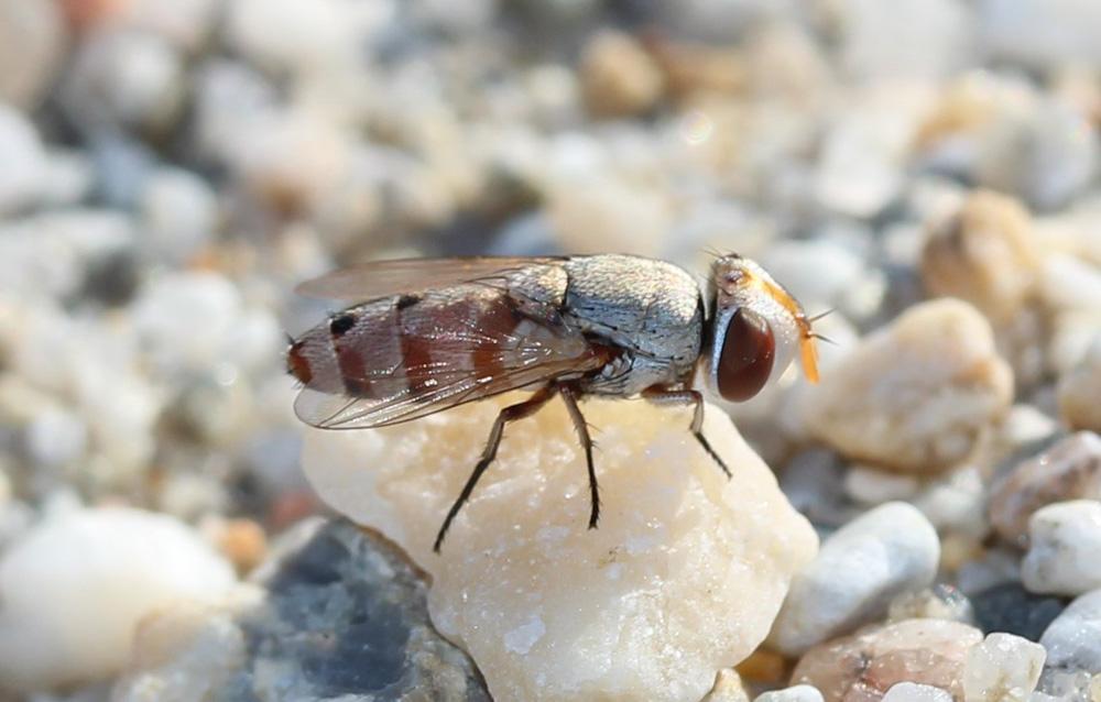  Craticulina 