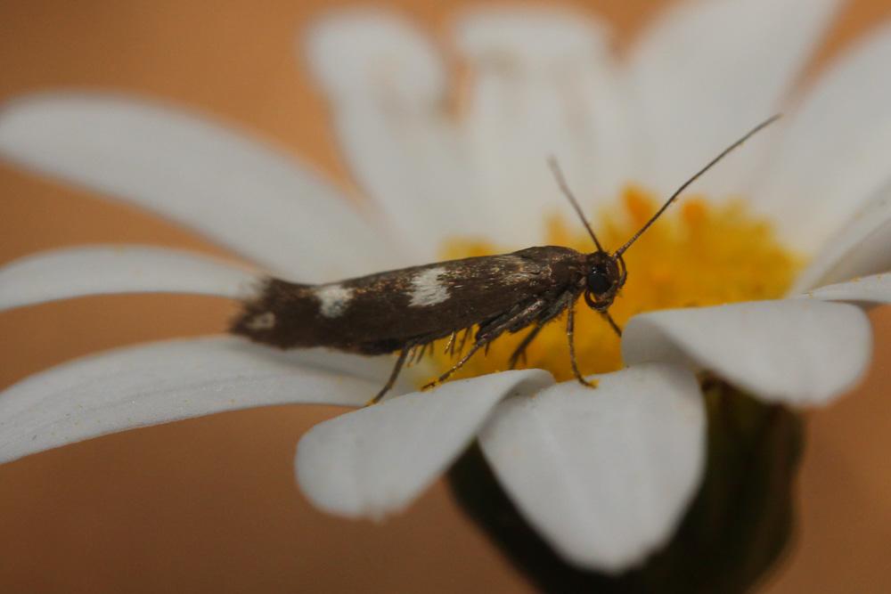 Scythris scopolella (Linnaeus, 1767)