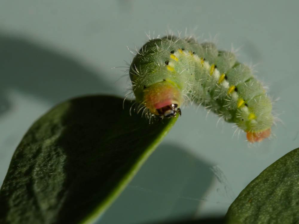 Zygène de la Petite coronille (La) Zygaena fausta (Linnaeus, 1767)